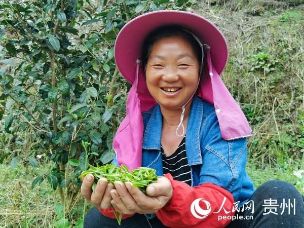 西双版纳种地怎么样_西双版纳种植基地转让_西双版纳种植致富