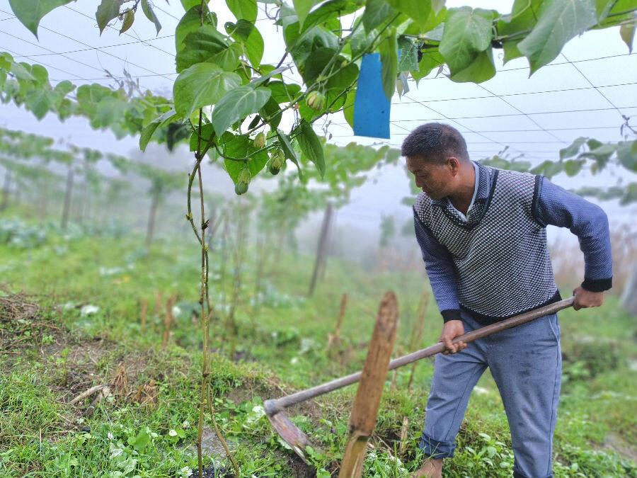 西双版纳种植致富_西双版纳种植结构_西双版纳种地怎么样