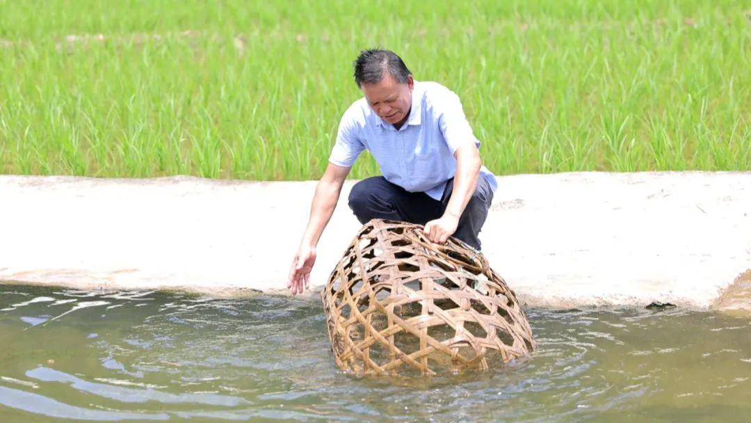 致富经养鸭子视频_致富经养鸭视频大全_养鸭的视频致富经