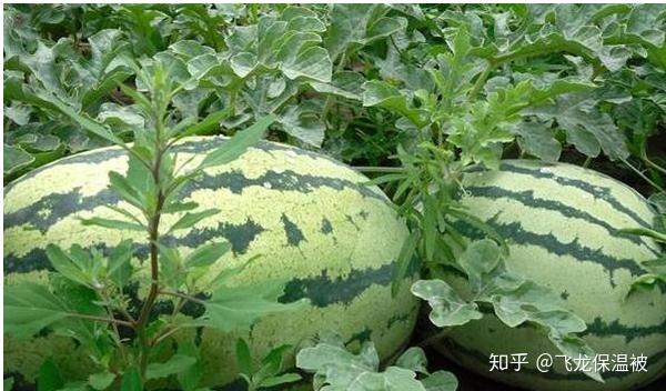 西农8号西瓜种植时间及种植技术