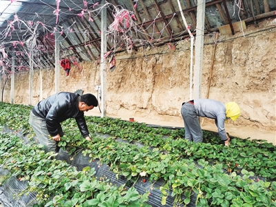 村民在草莓大棚忙碌。