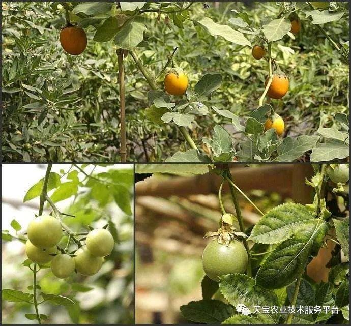 致富经水果黄瓜_水果黄瓜种植效益_致富黄瓜水果图片大全