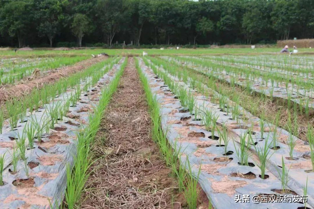 西双版纳州春季农业生产形势稳中向好 完成粮食作物种植面积22万余亩