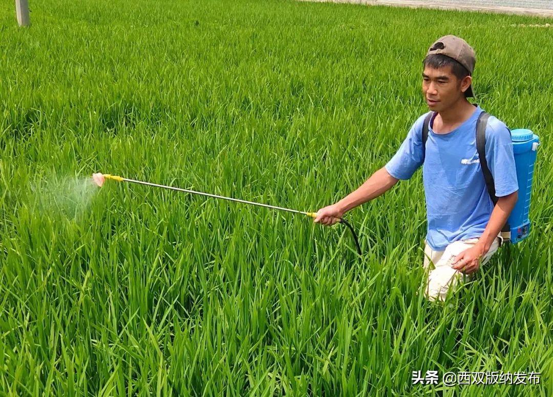 西双版纳种植业_西双版纳种植什么赚钱_西双版纳种植致富