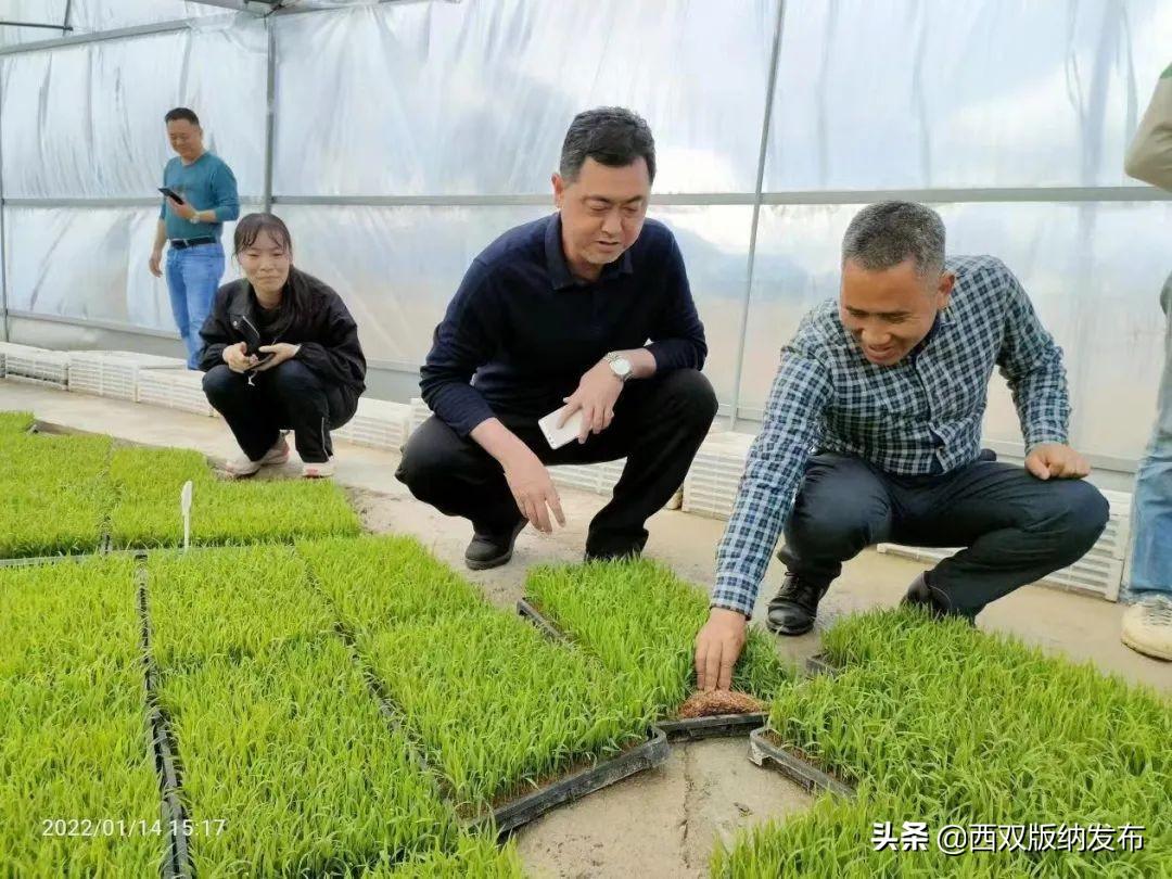 西双版纳种植业_西双版纳种植什么赚钱_西双版纳种植致富