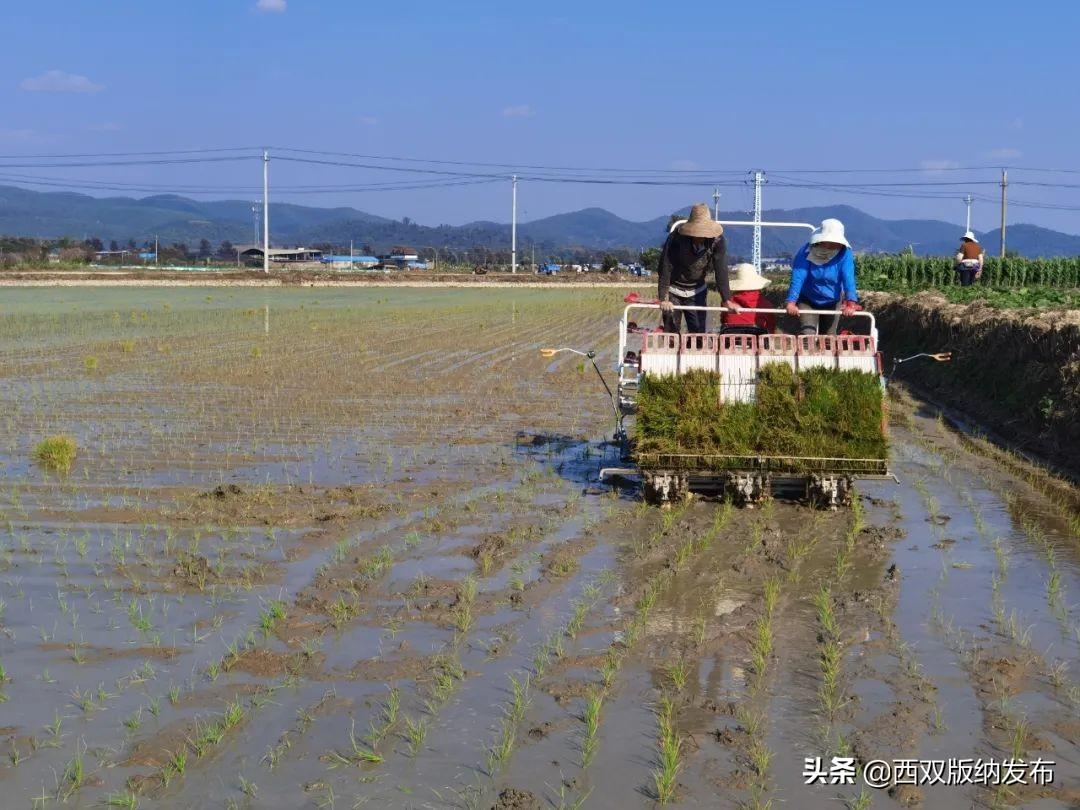 西双版纳种植什么赚钱_西双版纳种植致富_西双版纳种植业