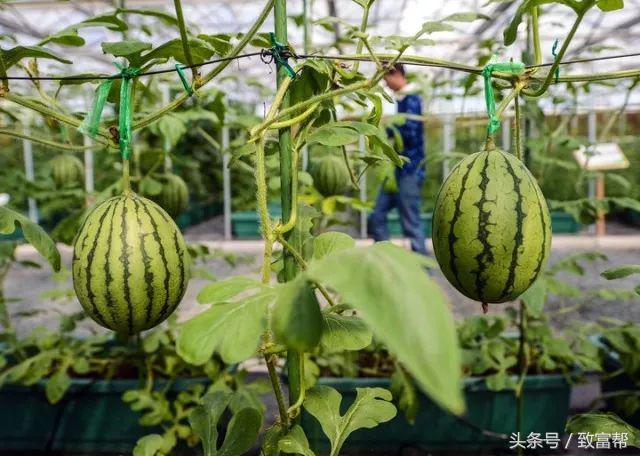 致富立体种植模式图片_致富立体种植模式有哪些_立体种植致富模式