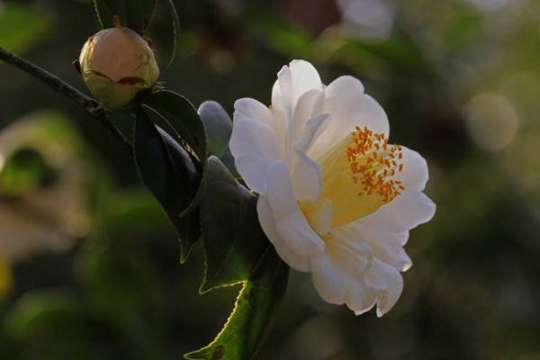 补偿学费申请表_茶花养殖技术贴_后背推拿出痧