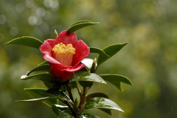 茶花养殖技术贴_补偿学费申请表_后背推拿出痧