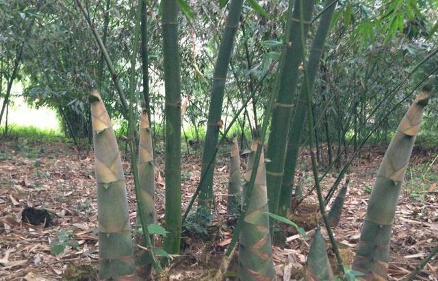 致富麻竹培植视频_麻竹培植致富经_麻竹栽培技术视频