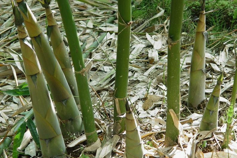 麻竹栽培技术视频_致富麻竹培植视频_麻竹培植致富经