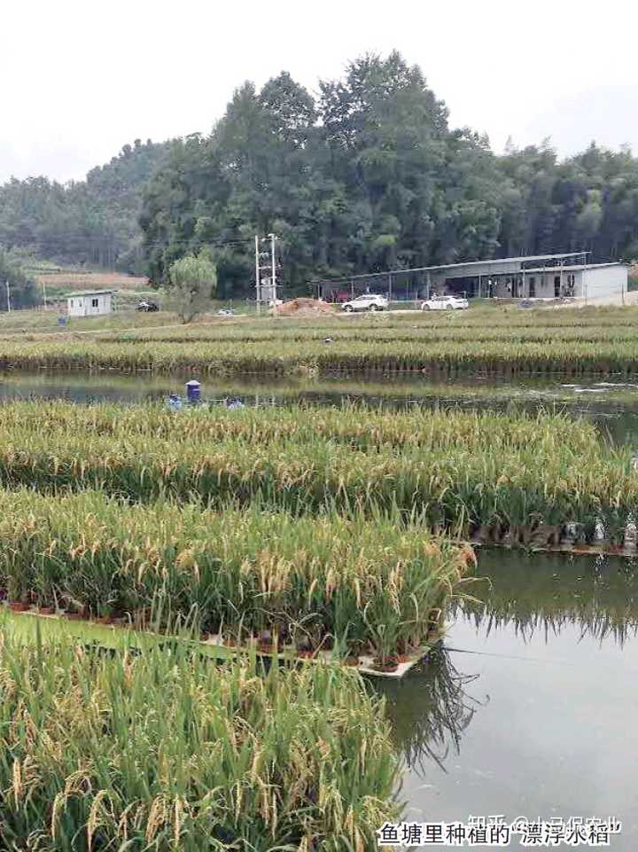 致富经种菜养鱼_致富养鱼视频_致富养鱼种菜视频