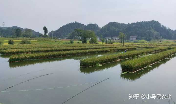 致富养鱼视频_致富养鱼种菜视频_致富经种菜养鱼