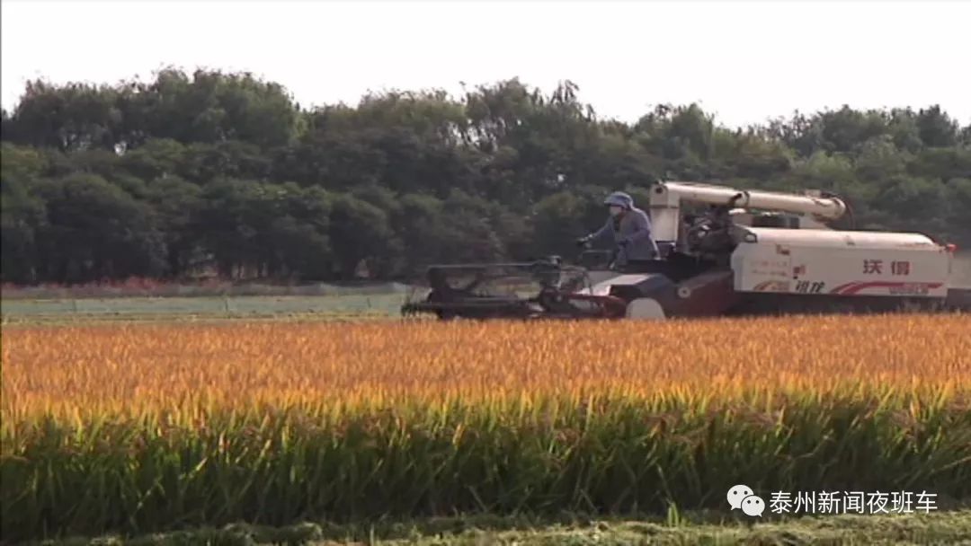 泥鳅种植技术用什么肥料_泥鳅种鱼养殖技术_养殖泥鳅用什么肥水呢