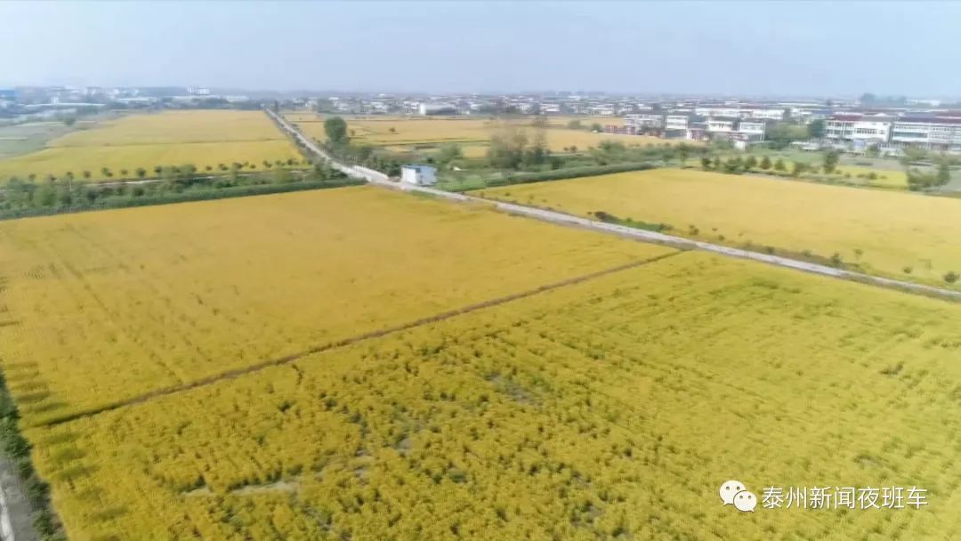 养殖泥鳅用什么肥水呢_泥鳅种鱼养殖技术_泥鳅种植技术用什么肥料