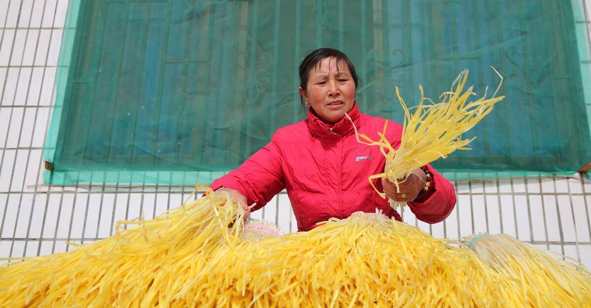 家庭种植韭黄的视频_韭黄种植技术图片_韭黄种植技术视频教程