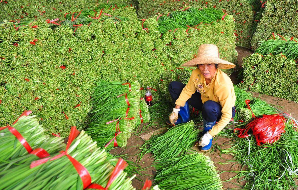 韭黄种植技术视频教程_家庭种植韭黄的视频_韭黄种植技术图片