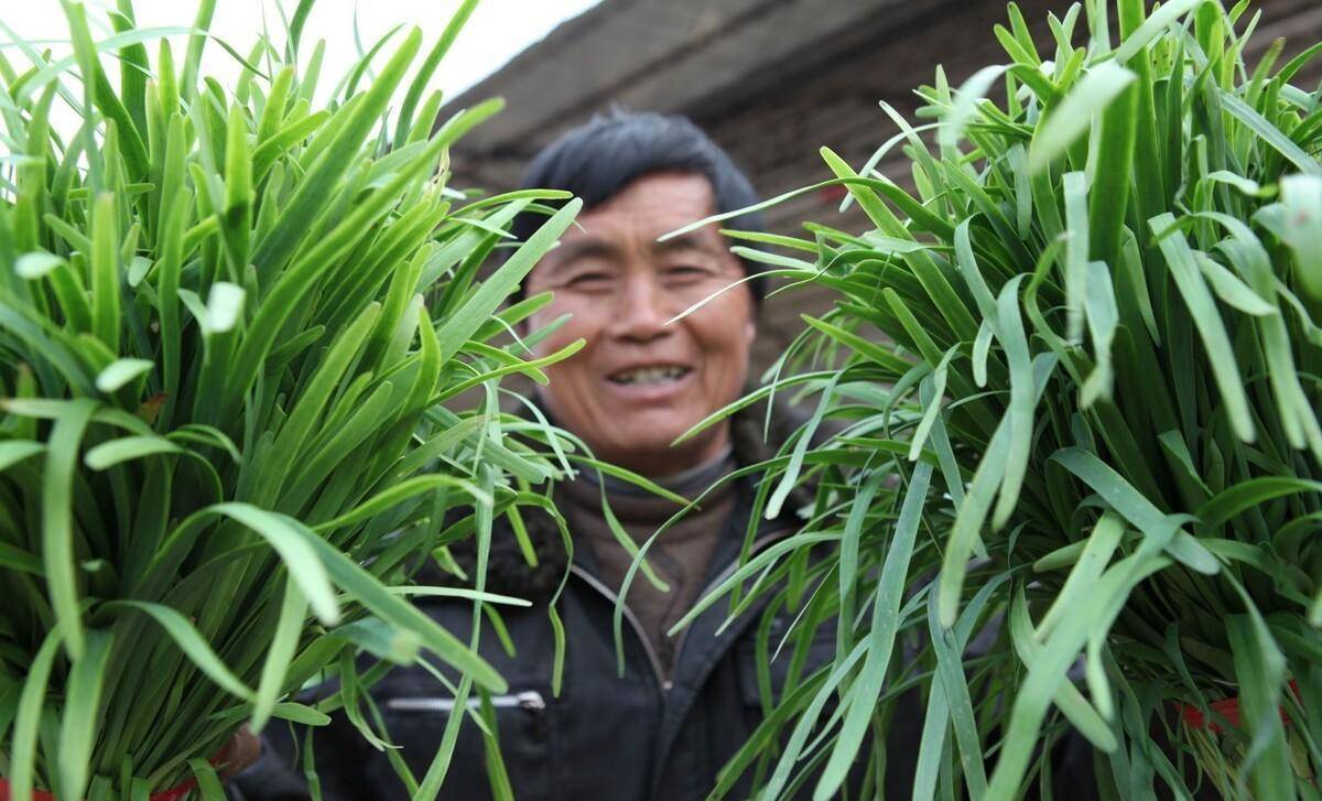 韭黄种植技术视频教程_韭黄种植技术图片_家庭种植韭黄的视频