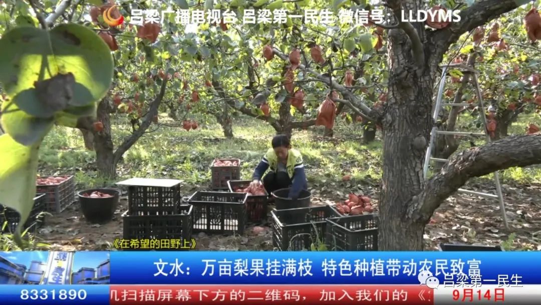 田野种植致富_田野种植什么_致富田园