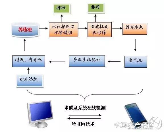 老鼠斑鱼苗什么地方有_老鼠斑幼苗养殖技术_斑老鼠养殖幼苗技术视频