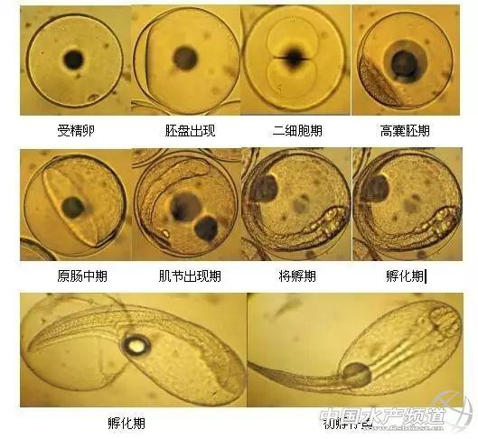 老鼠斑幼苗养殖技术_斑老鼠养殖幼苗技术视频_老鼠斑鱼苗什么地方有