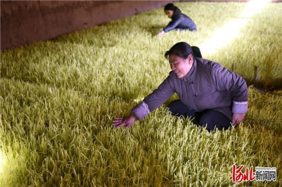 农户在“壕子”(地窖棚)里打理深州黄韭。马占南供图