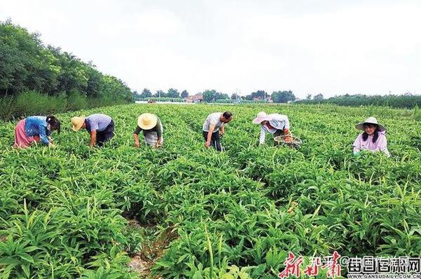 中药材种植致富经_中药材种植致富秘方大全_药材种植致富项目