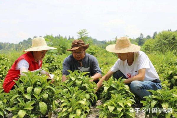 中药材种植致富经_药材种植致富项目_中药材种植致富秘方大全