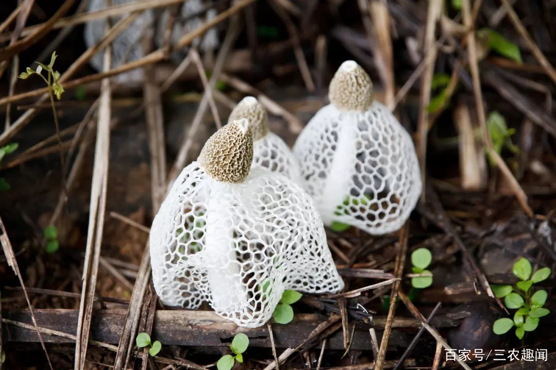 竹参种植技术_竹参怎么种植_竹的种植方法和注意事项