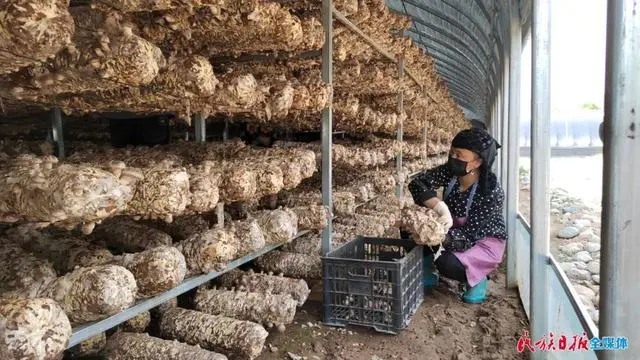 种植花菇致富吗_花菇种植利润_致富种植花菇图片大全