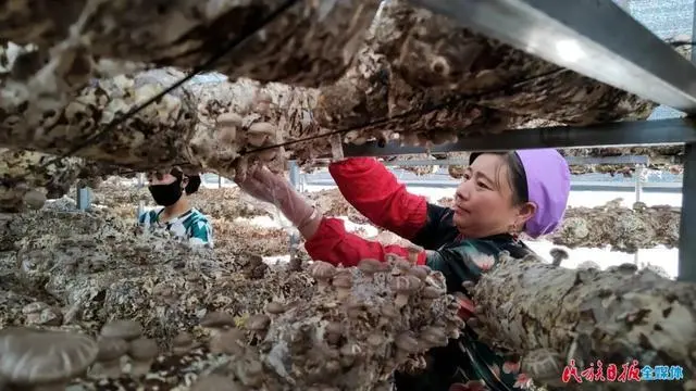 种植花菇致富吗_致富种植花菇图片大全_花菇种植利润