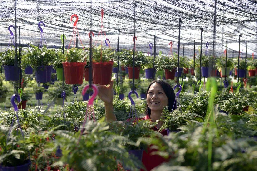 伴着花香奔上致富路！河源鲜花俏销助力村民增收