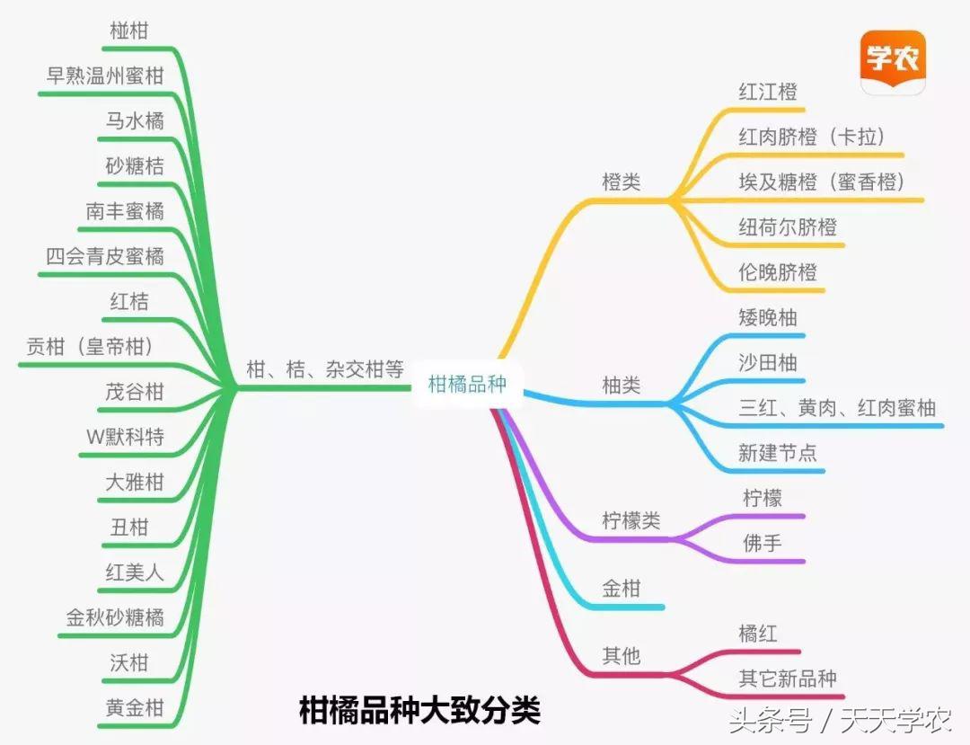 种柑橘技术_柑桔种植技术_种植柑桔技术要点