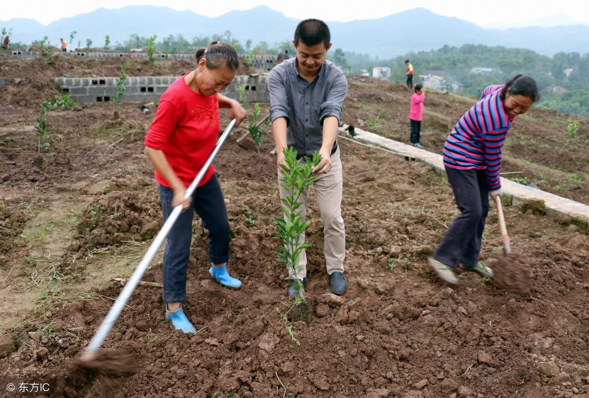 种植柑桔技术要点_种植柑桔技术和管理_柑桔种植技术