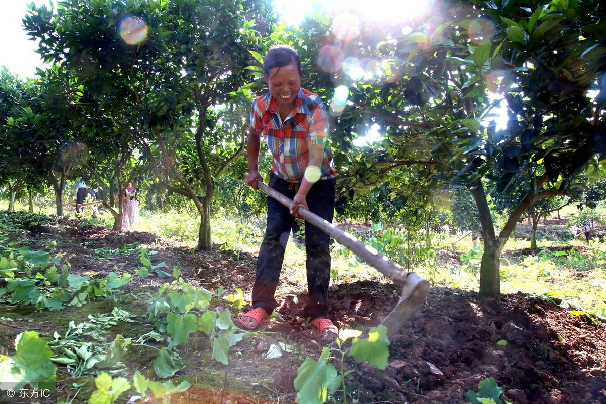 种植柑桔技术要点_柑桔种植技术_种植柑桔技术和管理