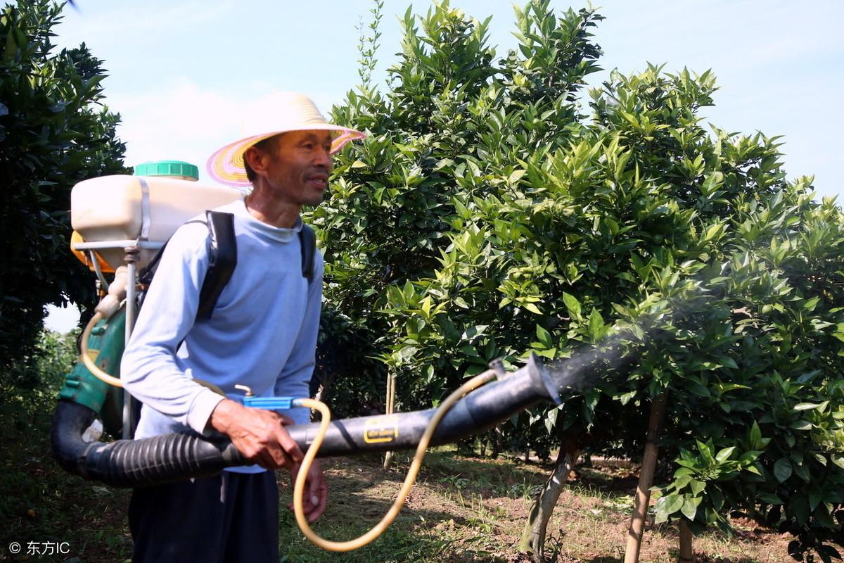 种植柑桔技术要点_种植柑桔技术和管理_柑桔种植技术