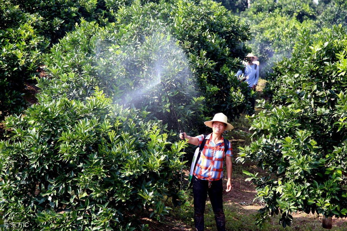 种植柑桔技术和管理_种植柑桔技术要点_柑桔种植技术