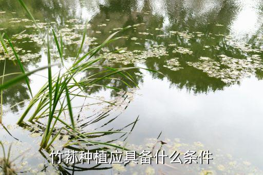 竹荪种植应具备什么条件