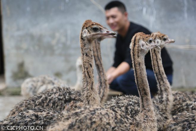 致富经鸵鸟养殖场的视频_致富经养鸵鸟刘蒙_致富经养鸵鸟视频