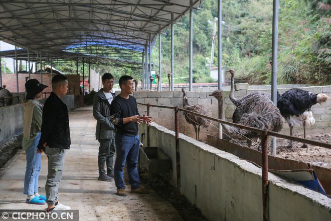 致富经养鸵鸟视频_致富经鸵鸟养殖场的视频_致富经养鸵鸟刘蒙