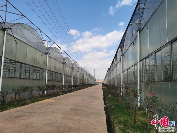 种植花卉增收致富_花卉致富增收种植方案_花卉带动致富路