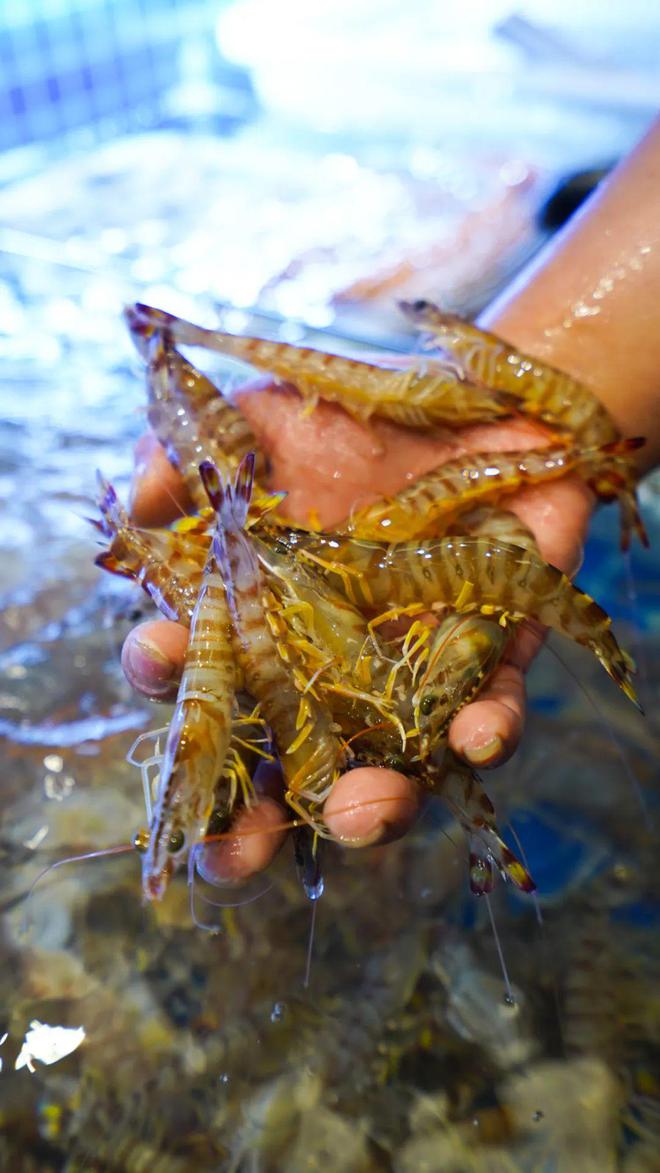 斑节对虾淡水养殖_淡水斑节虾养殖技术_斑节虾养殖视频