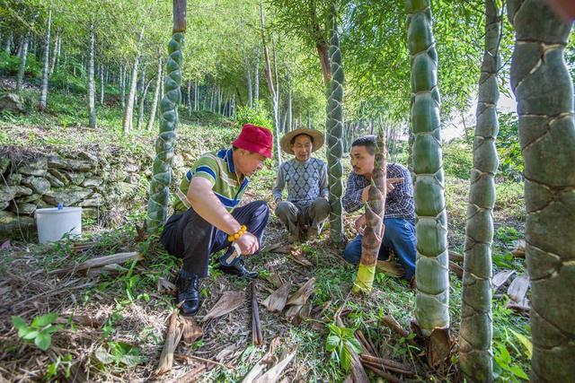 越丑越值钱，谁家地里要是长了这种竹子，马上要致富了