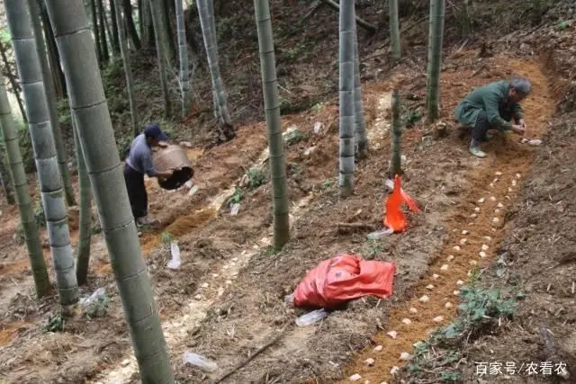 竹的种植方法和注意事项_竹的种植方式视频_竹参种植技术