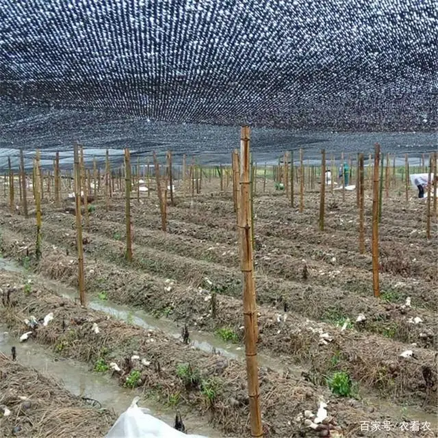 竹的种植方式视频_竹参种植技术_竹的种植方法和注意事项