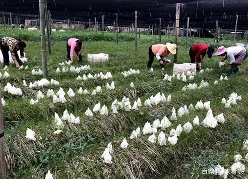 竹的种植方式视频_竹参种植技术_竹的种植方法和注意事项