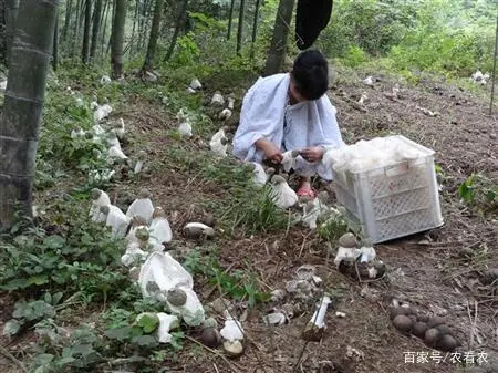 竹的种植方式视频_竹参种植技术_竹的种植方法和注意事项