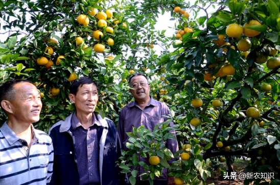 柑桔种植技术_种柑橘技术_种植柑桔技术要点