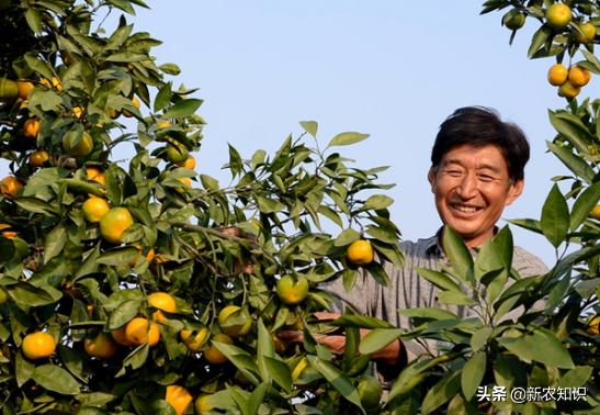 柑桔种植技术_种植柑桔技术要点_种柑橘技术