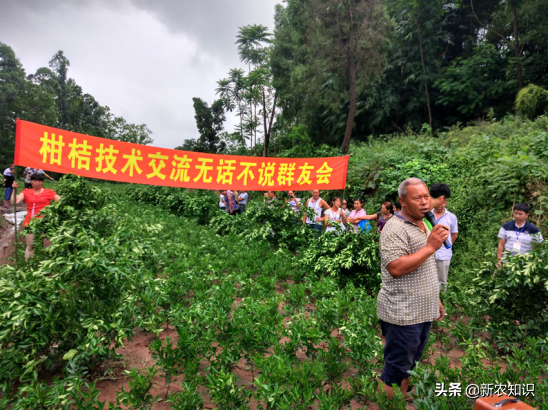 柑桔种植技术_种植柑桔技术要点_种柑橘技术